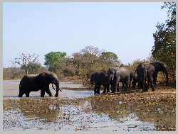 nazinga elephants